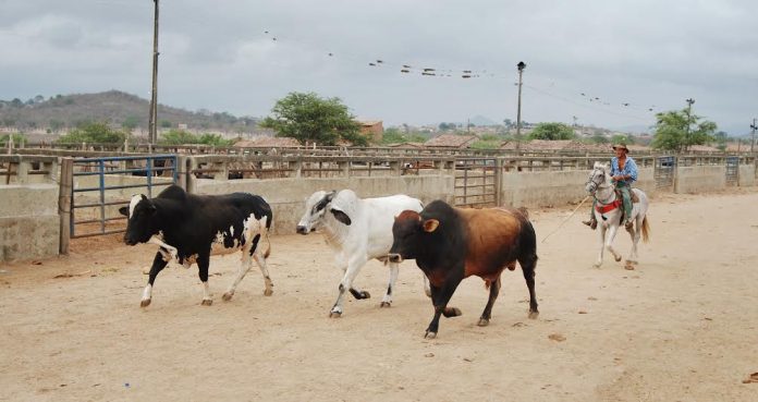 34ª FEIRA DO GADO GERAL PAINEL SC 