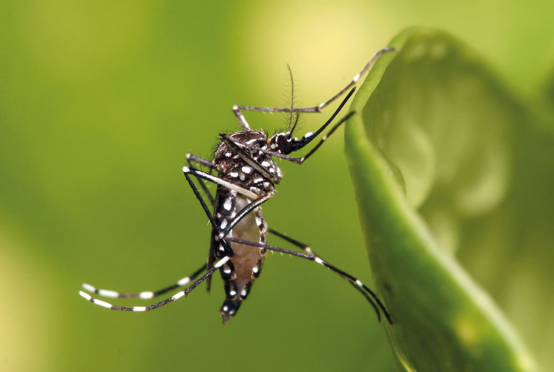 Der Butantan-Dengue-Impfstoff des Instituts ist zu 80 % wirksam
