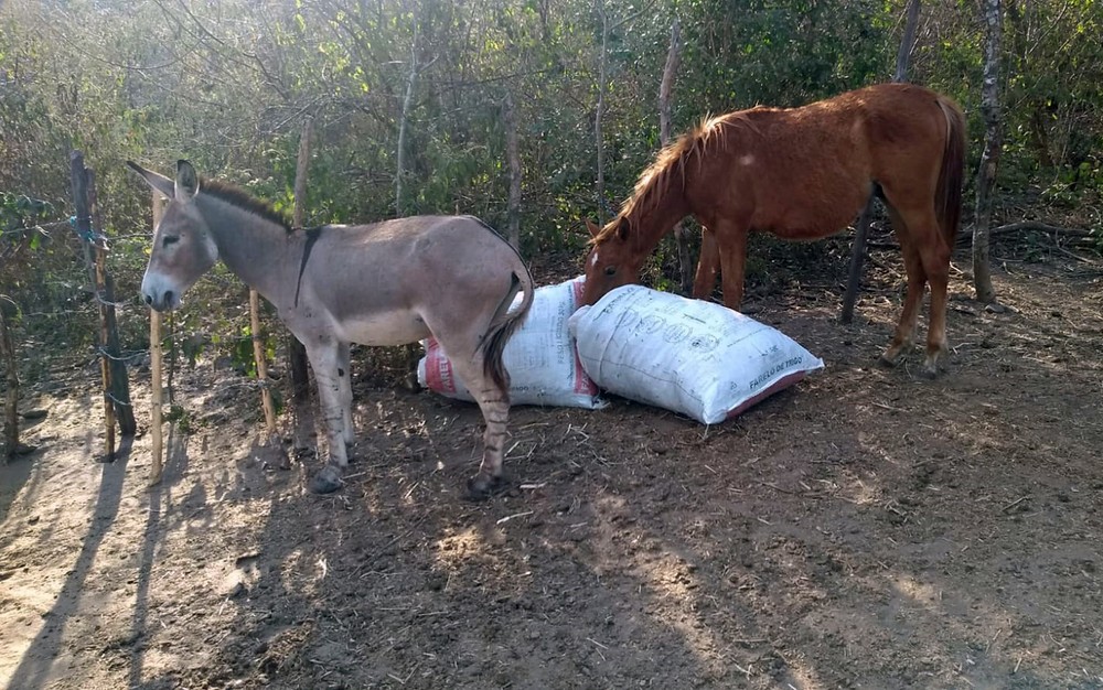 Polícia flagra homens desossando cavalos em abatedouro clandestino