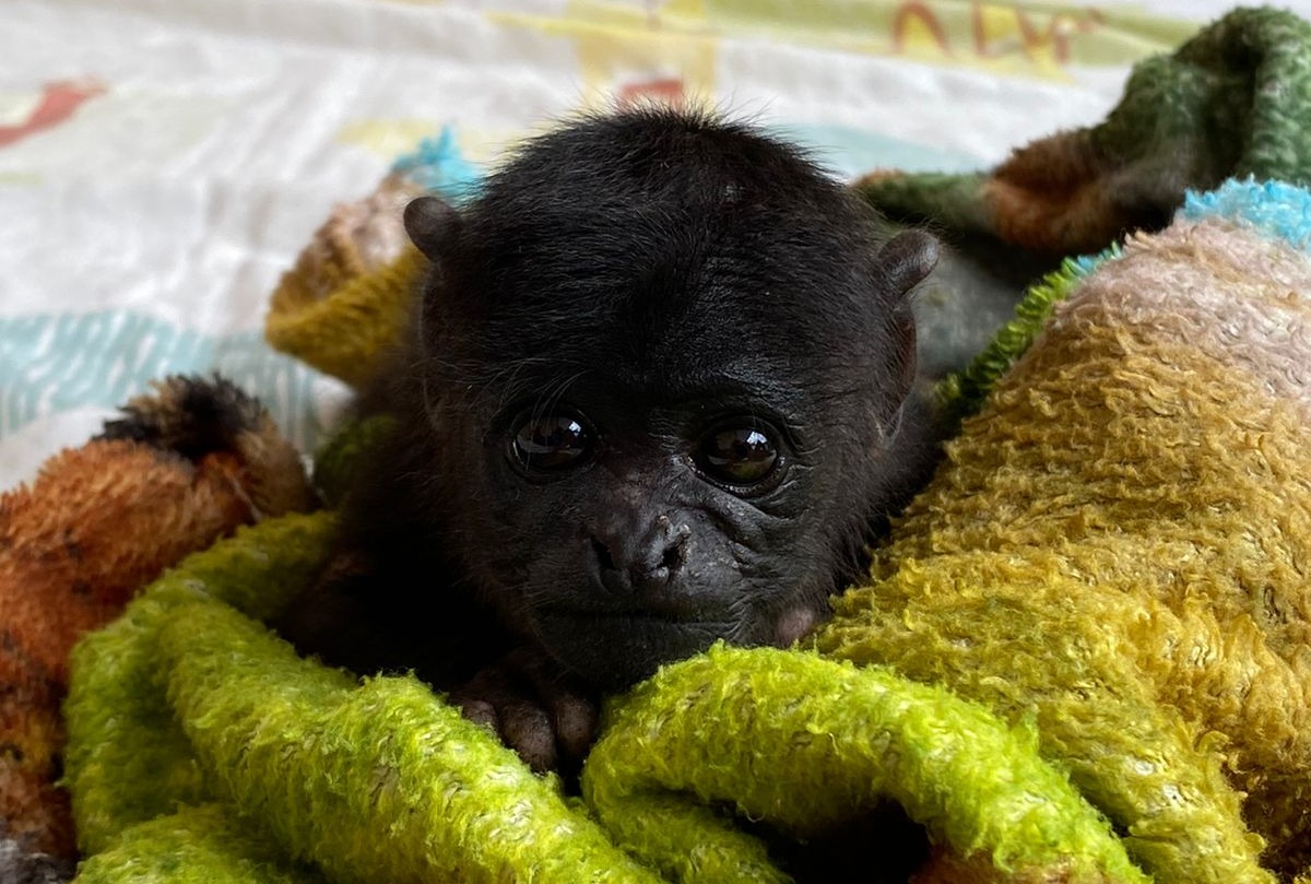 Parque Dois Irmãos acolhe 'Liz', uma bebê macaco de espécie